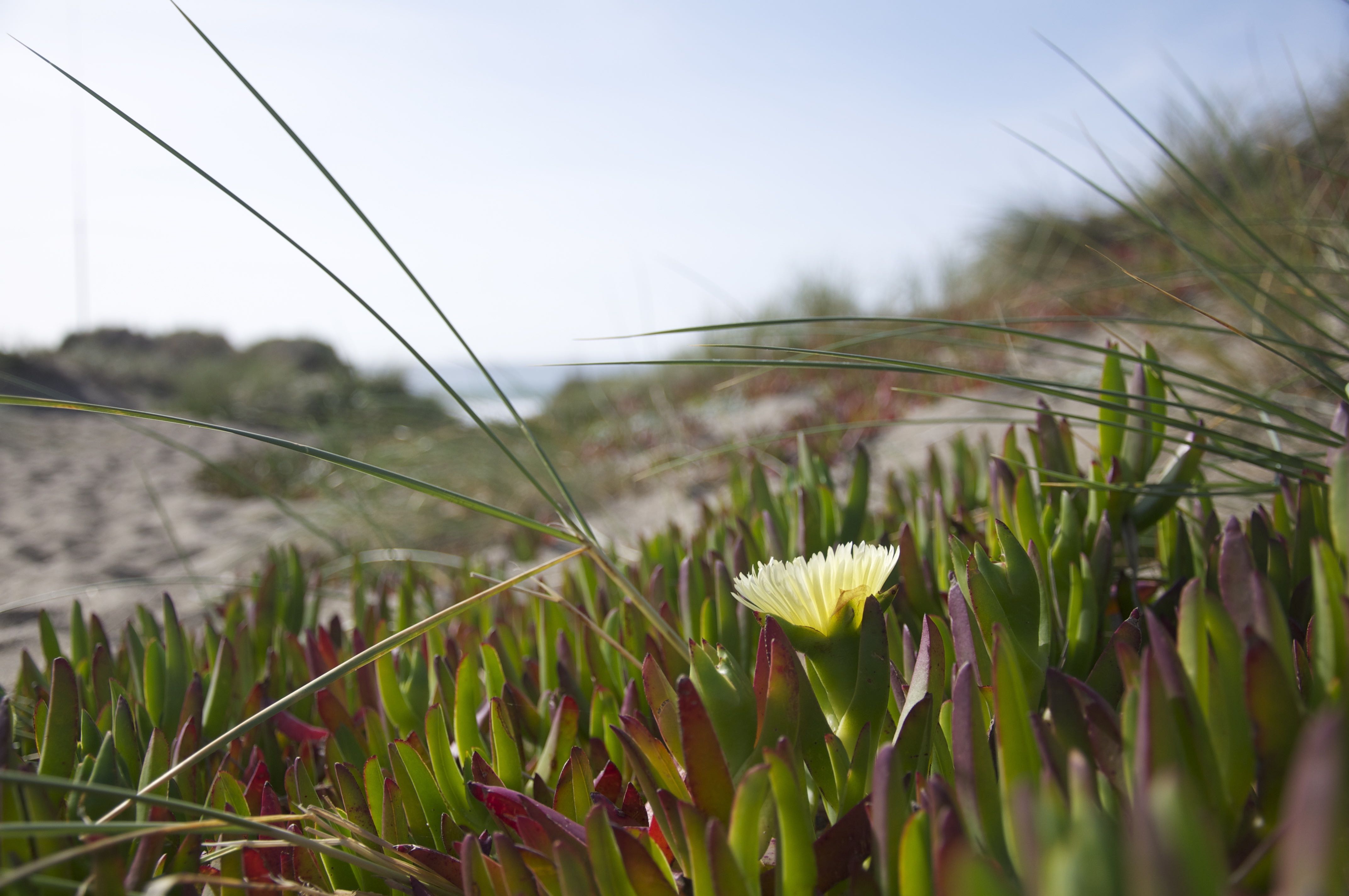 home visit category 1